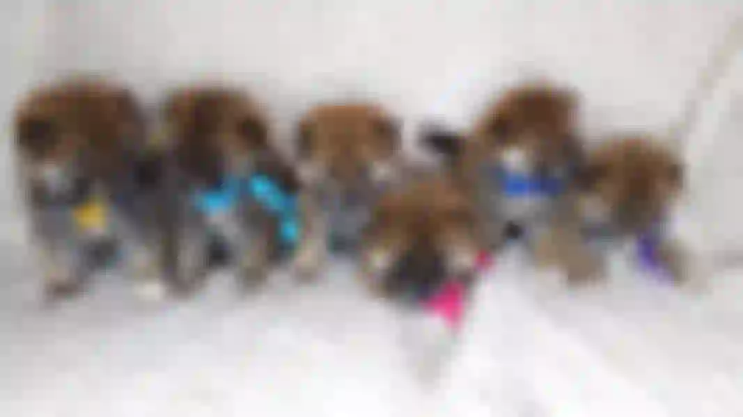 Our litters