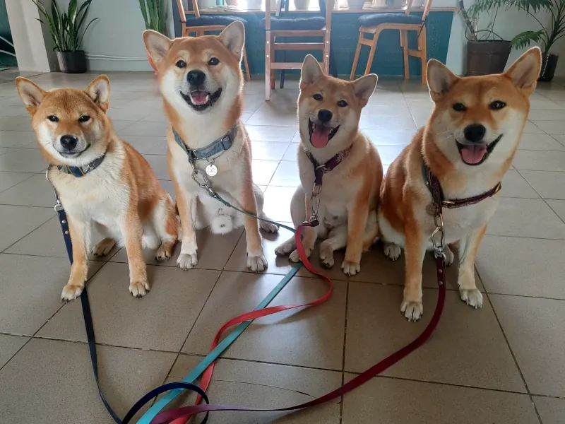 Our puppies from litter B