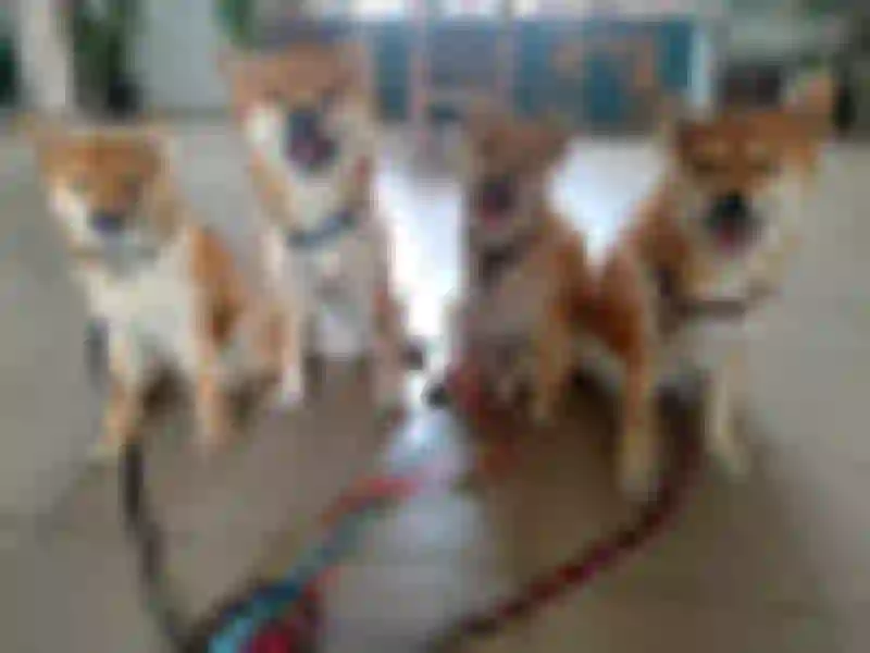 Our puppies from litter B