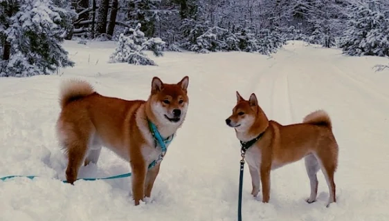 About breed