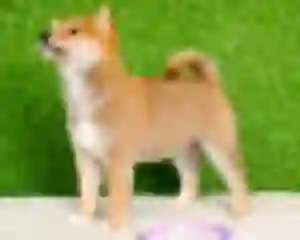 Delizzy Dogsmith