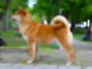 Delizzy Dogsmith
