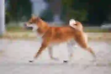 Dizhen "Cooper" Dogsmith