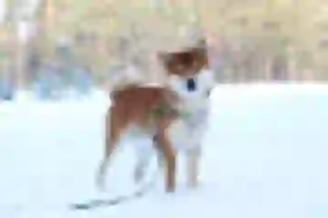 Dizhen "Cooper" Dogsmith