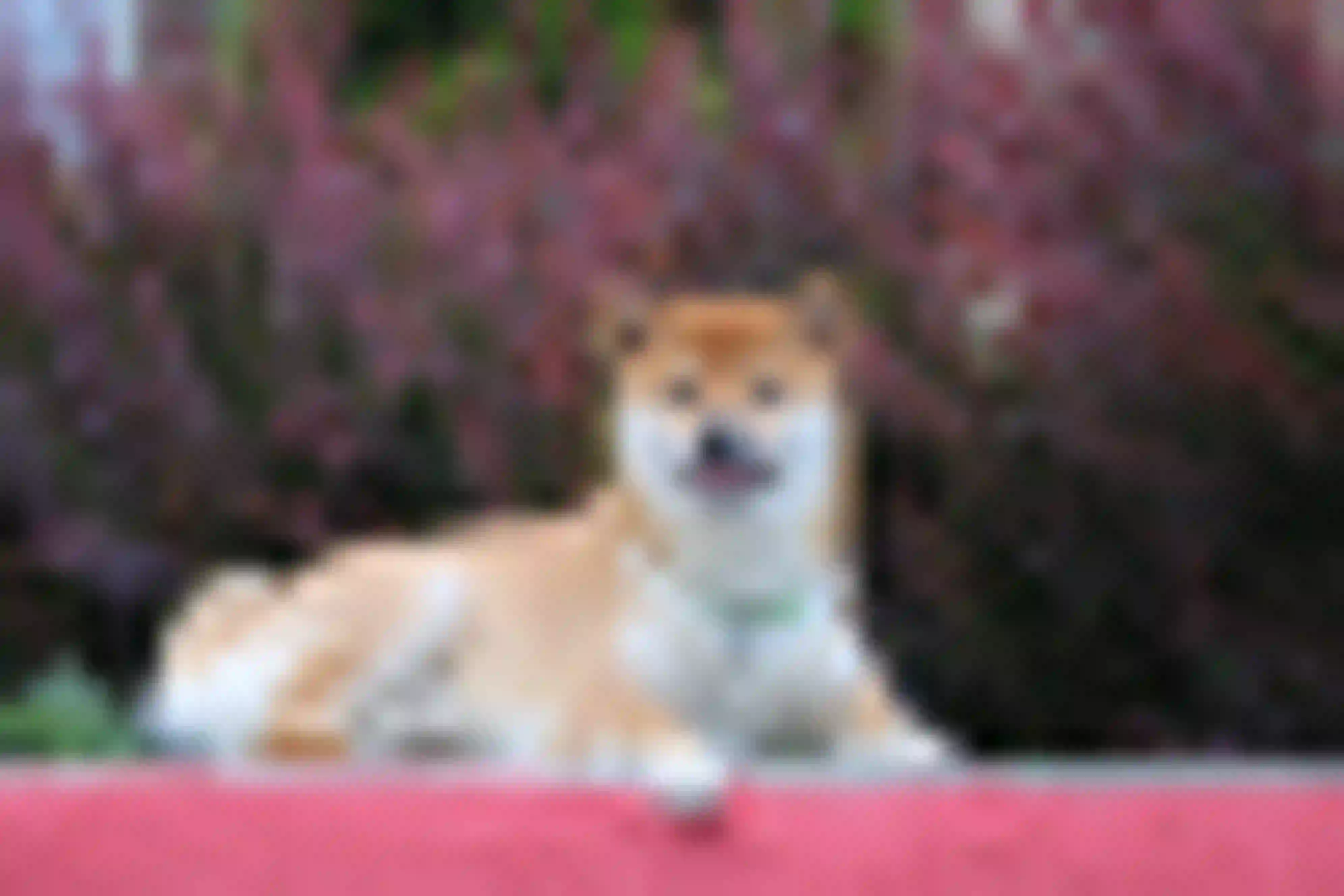 Dizhen "Cooper" Dogsmith