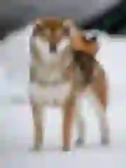 Legenda Arden "Eve" Emiko