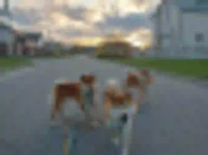 Dogsmith - Shiba Inu Kennel. Buy a puppy
