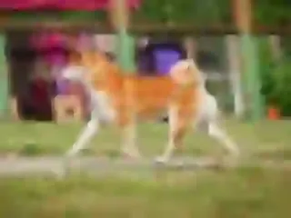 Dogsmith kennel. Shiba Inu puppies