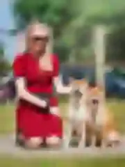 Dogsmith kennel. Shiba Inu puppies