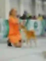 Dogsmith kennel. Shiba Inu puppies